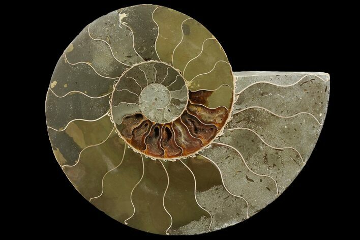 Bargain, Agatized Ammonite Fossil (Half) - Crystal Chambers #111540